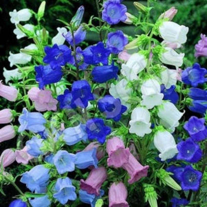 seeds Gift 500Pcs 20 Canterbury bells flower fall growers garden flower seeds for spring summer fall gmo colorful fast growing