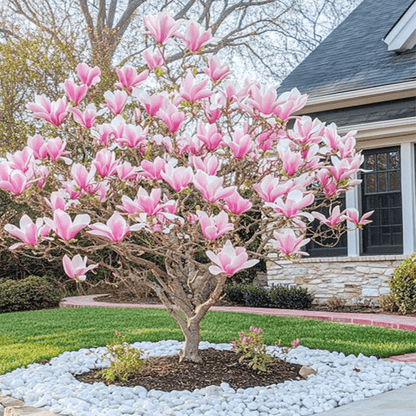 174pcs Magnolia Seeds, Fragrant Wood, Ornamental Perennials, Garden