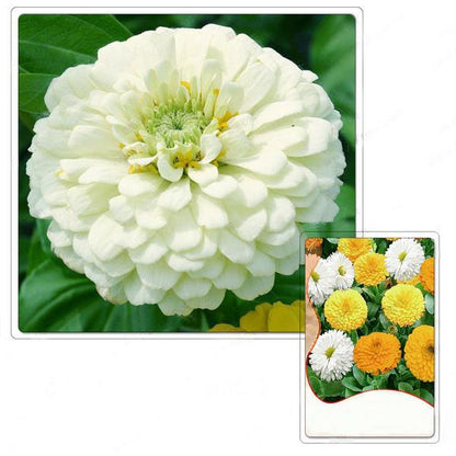Marigold Calendula Officinalis Seeds