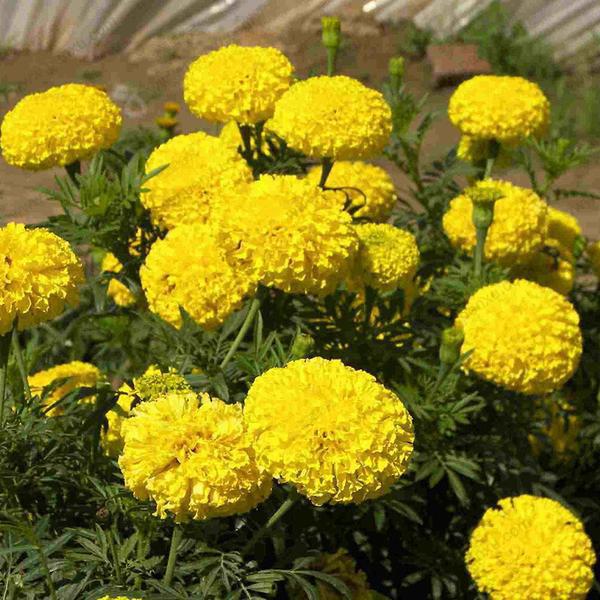 Marigold Calendula Officinalis Seeds