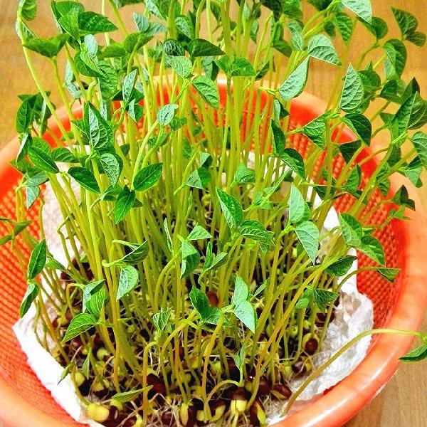 Green Bean Sprout Seeds