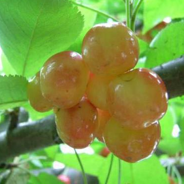 Sweet Sylvia Upright Cherry Seeds