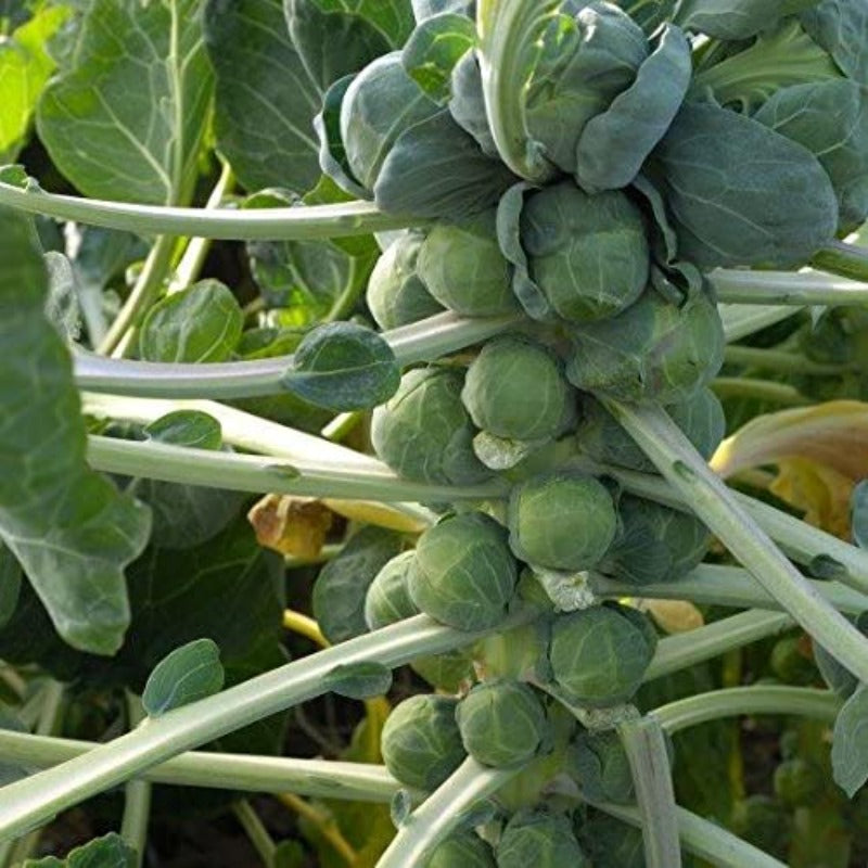 Brussels Sprouts Seeds