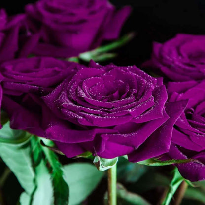 Purple Rose Seed Pack - Vibrant Beauty for Your Garden - 100 PCS