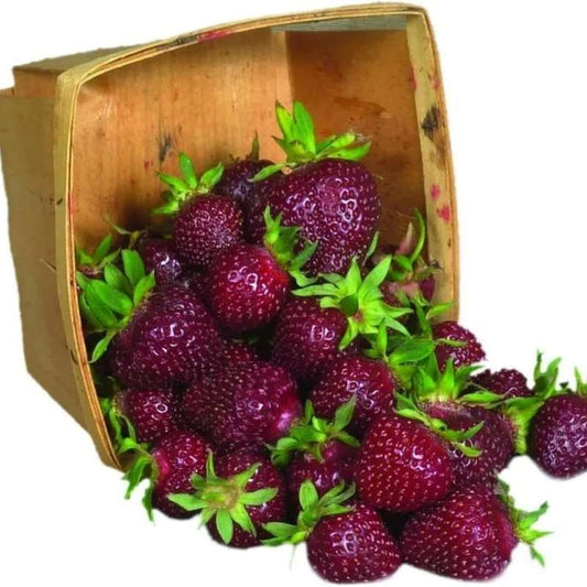 1000 PCS Purple Strawberries - Unique & Delicious - NON GMO