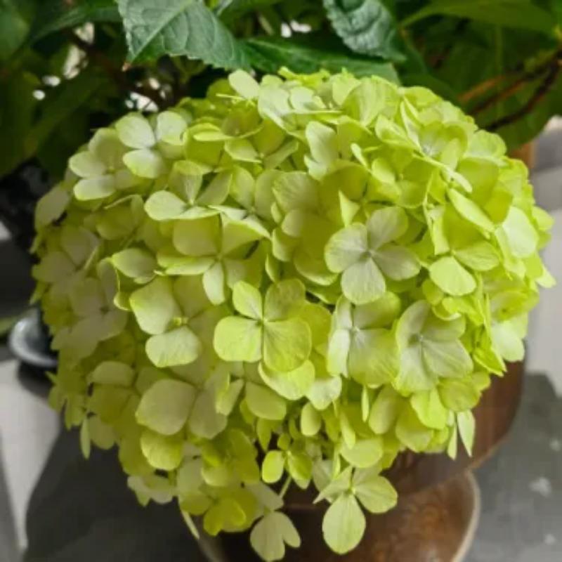 The Perennial Hydrangea Seeds