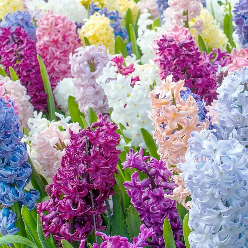 100 PCS Mixed Hyacinth Seeds - Bring Aromatic Beauty to Your Garden
