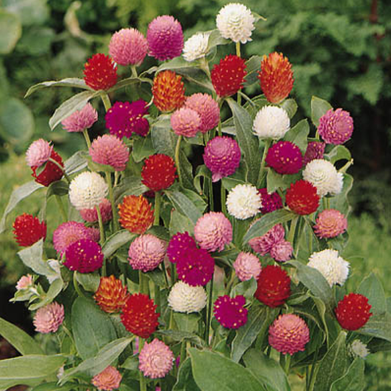 Amaranth Multicolor Seeds