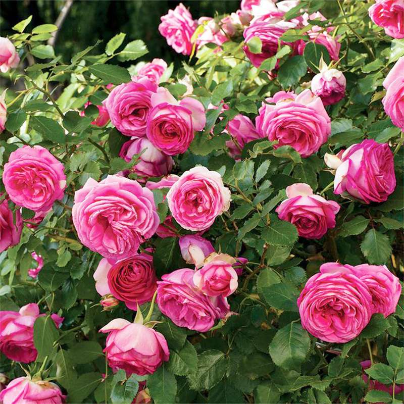200+ Climbing Rose Mix Seeds - Gorgeous Blossoms for Trellises and Fences