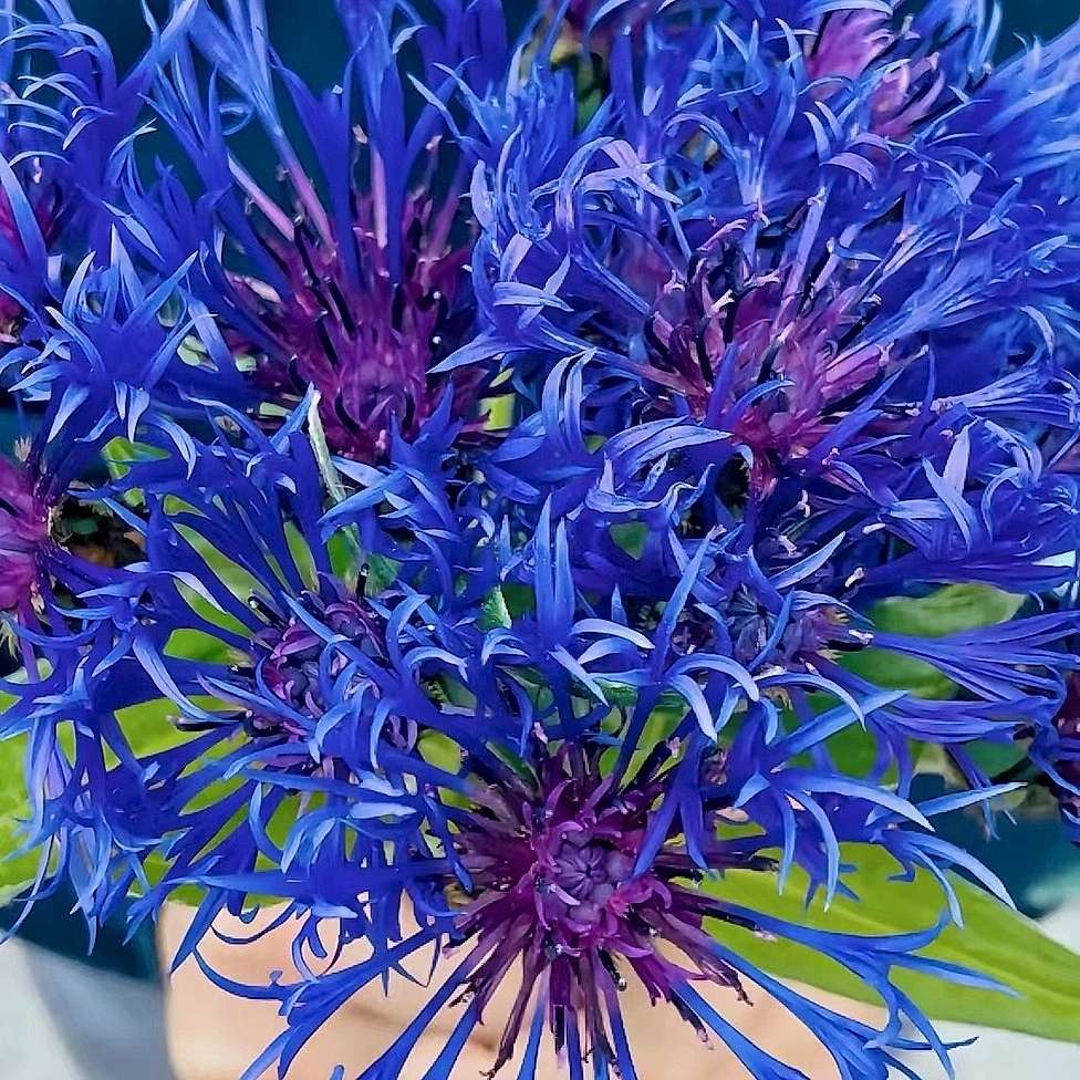 Blue Scarlet Bee Balm Cornflower Seed - Monarda Didyma - Rare and Beautiful Perennial Flowering Plant
