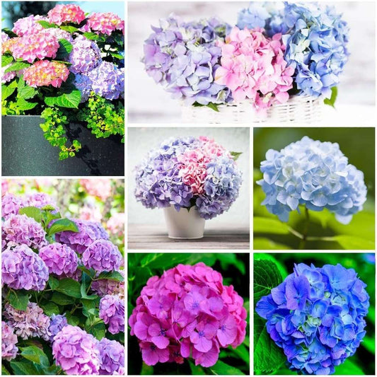 20 PCS Stunning Rainbow Hydrangea Seeds - Create a Colorful Garden Oasis