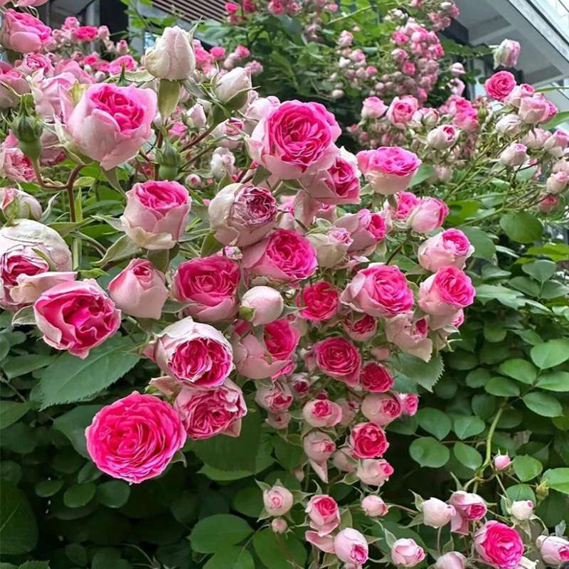 200+ Climbing Rose Mix Seeds - Gorgeous Blossoms for Trellises and Fences