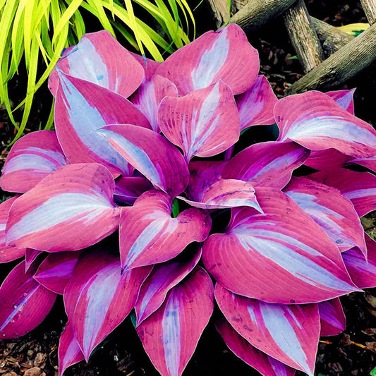 Hosta Flower Seeds Garden Perennials Ornamental