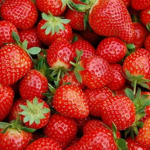 Four Seasons Fragaria Strawberry Seeds