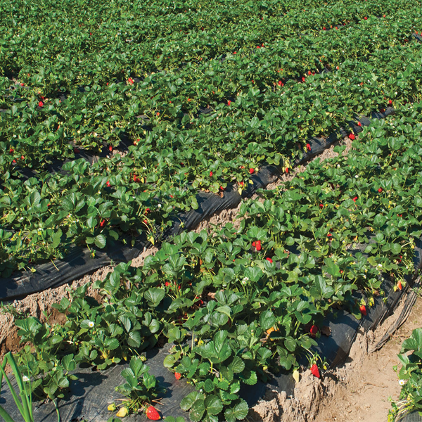 Four Seasons Fragaria Strawberry Seeds