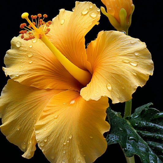 100 PCS Vibrant Yellow Hibiscus Seeds - Bring Tropical Charm to Your Garden