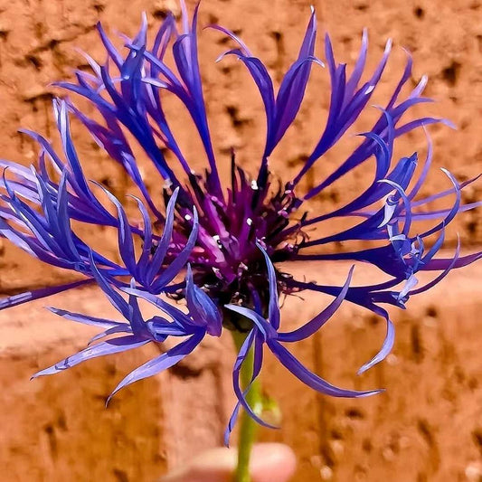 Blue Scarlet Bee Balm Cornflower Seed - Monarda Didyma - Rare and Beautiful Perennial Flowering Plant