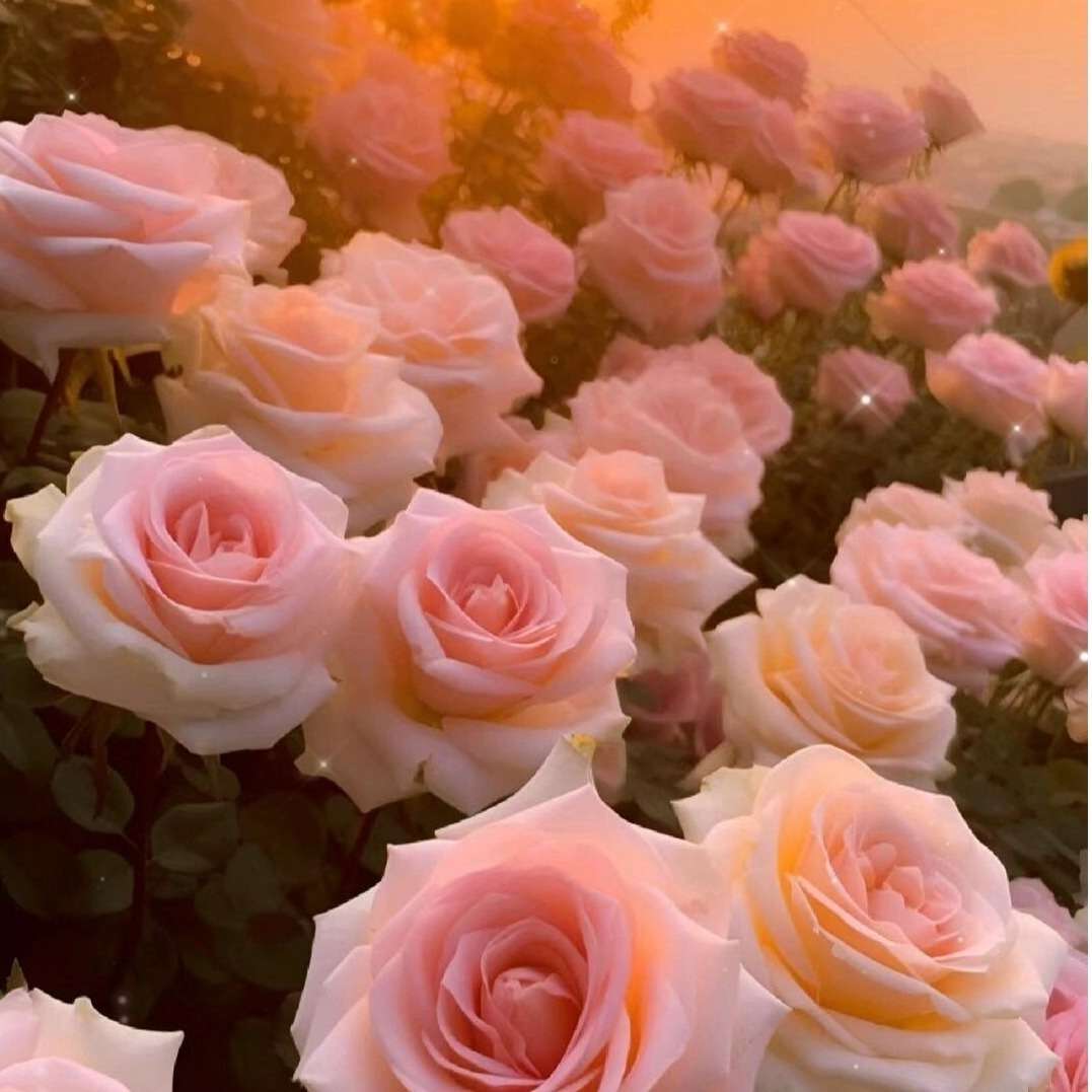 100 PCS Elegant Pink Rose Seeds - Create a Romantic Garden Oasis