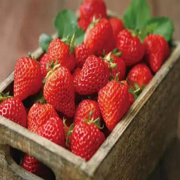 Four Seasons Fragaria Strawberry Seeds