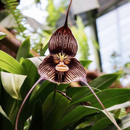 200pcs Mixed Monkey Orchid Seeds for Planting -Exotic Monkey Orchid Flowers Seeds - Perennial Flowers Seeds - Outdoor Garden Orchid Plants Grow Easily