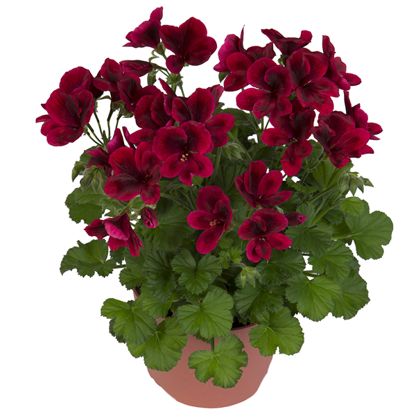 Geranium Perennial Flower Seeds