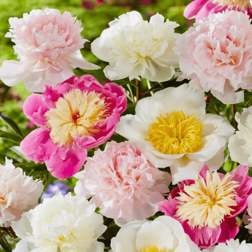 10 PCS White Pink Peony Seeds - Bring Vibrant Blooms to Your Garden