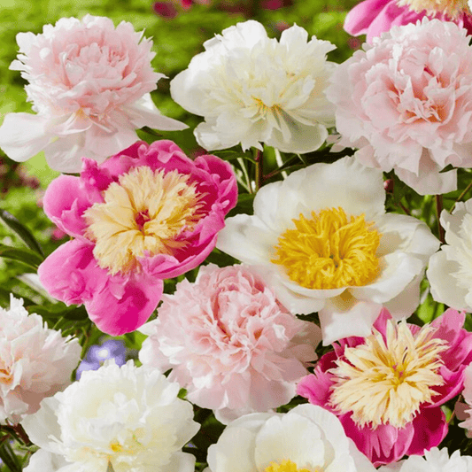 10 PCS White Pink Peony Seeds - Bring Vibrant Blooms to Your Garden