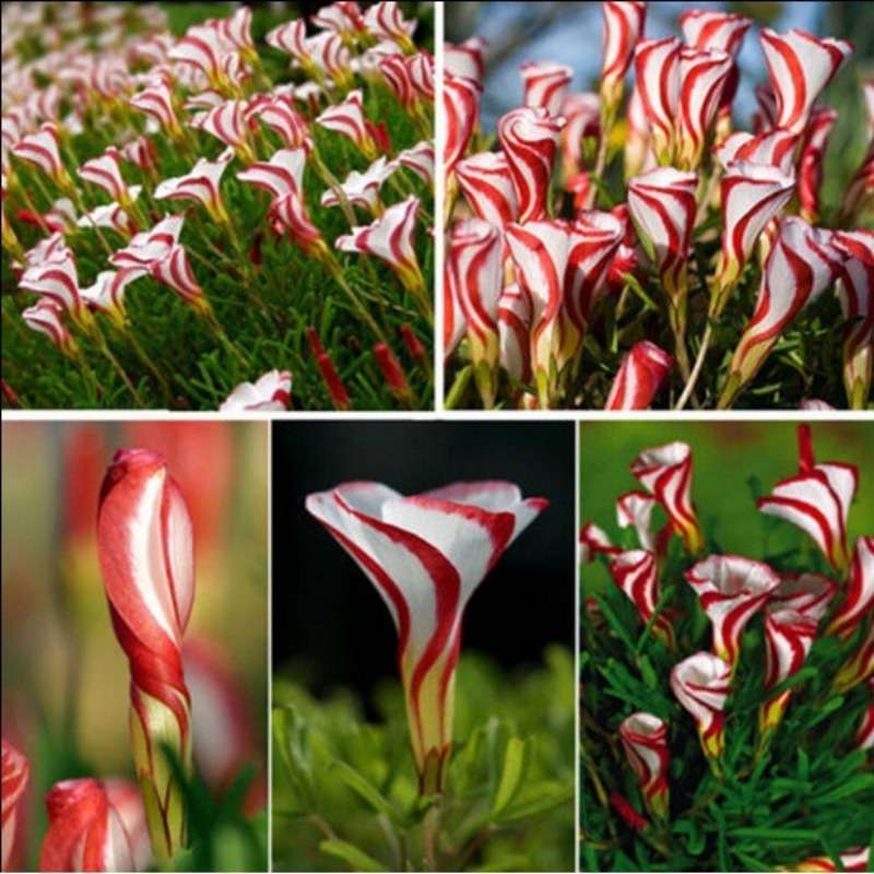 100 PCS Exotic Purple Shamrock Seeds (Oxalis triangularis)
