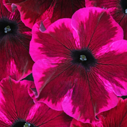 280pcs Hummingbird Trumpet Vine Plant Seeds-Trumpet Creeper Seeds Non-GMO Heirloom Flower Seed