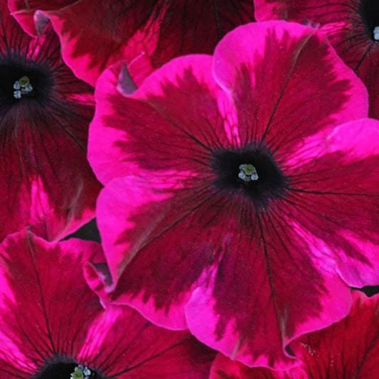 280pcs Hummingbird Trumpet Vine Plant Seeds-Trumpet Creeper Seeds Non-GMO Heirloom Flower Seed