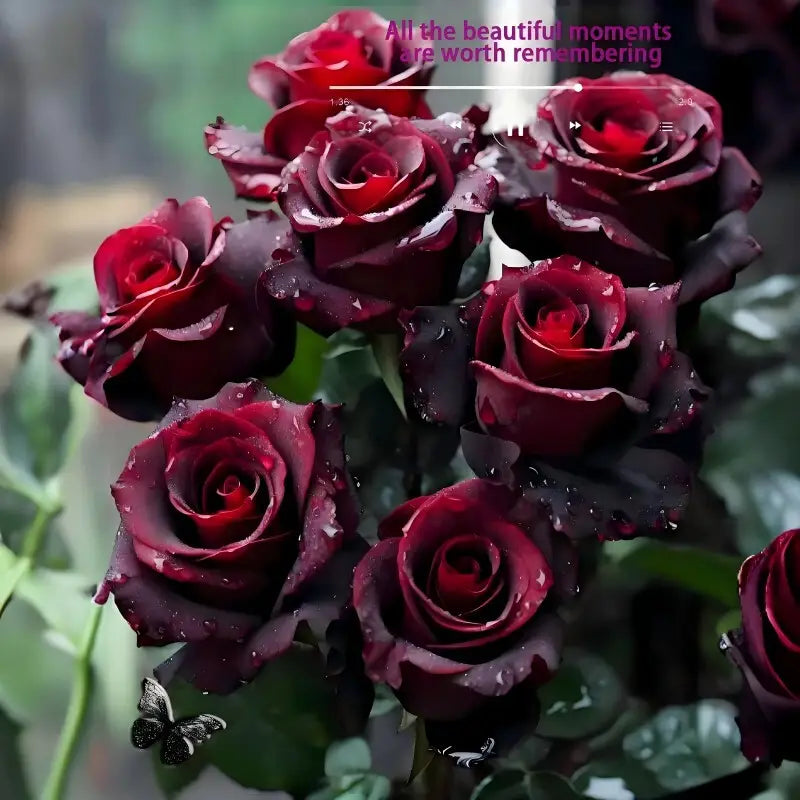100PCS Black Red Rose Seeds