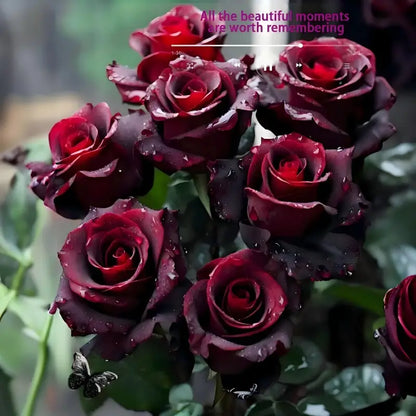 100PCS Black Red Rose Seeds