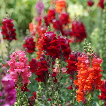 100 PCS Vibrant Colorful Snapdragon (Antirrhinum majus) Seeds for Your Garden