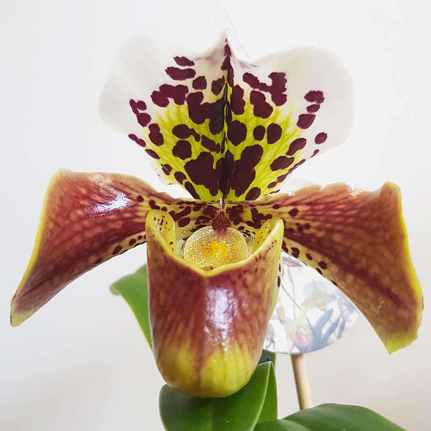 The Of Maverick New 200Pcs Butterfly Orchid Seeds Black Universal