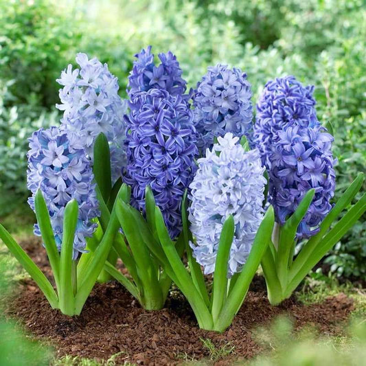 100 PCS Mixed Hyacinth Seeds - Bring Aromatic Beauty to Your Garden