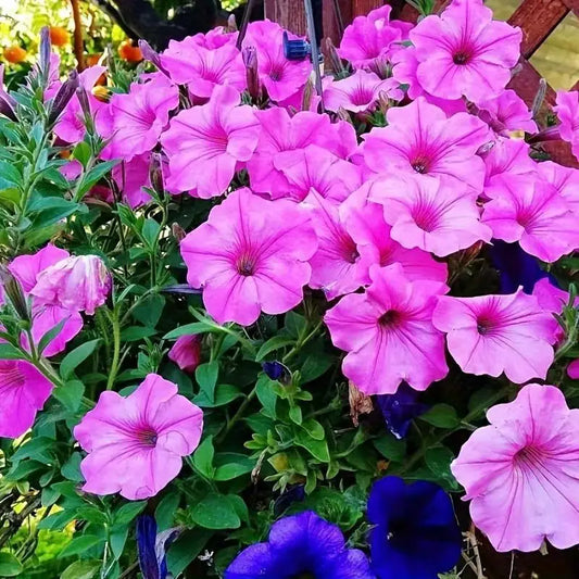 1000PCS Petunia Seeds Potted Perennial Hanging Baskets Easy Planting