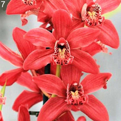 100 fragrant Cymbidium seeds