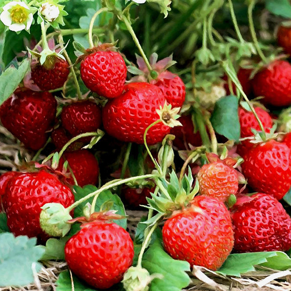 Four Seasons Fragaria Strawberry Seeds