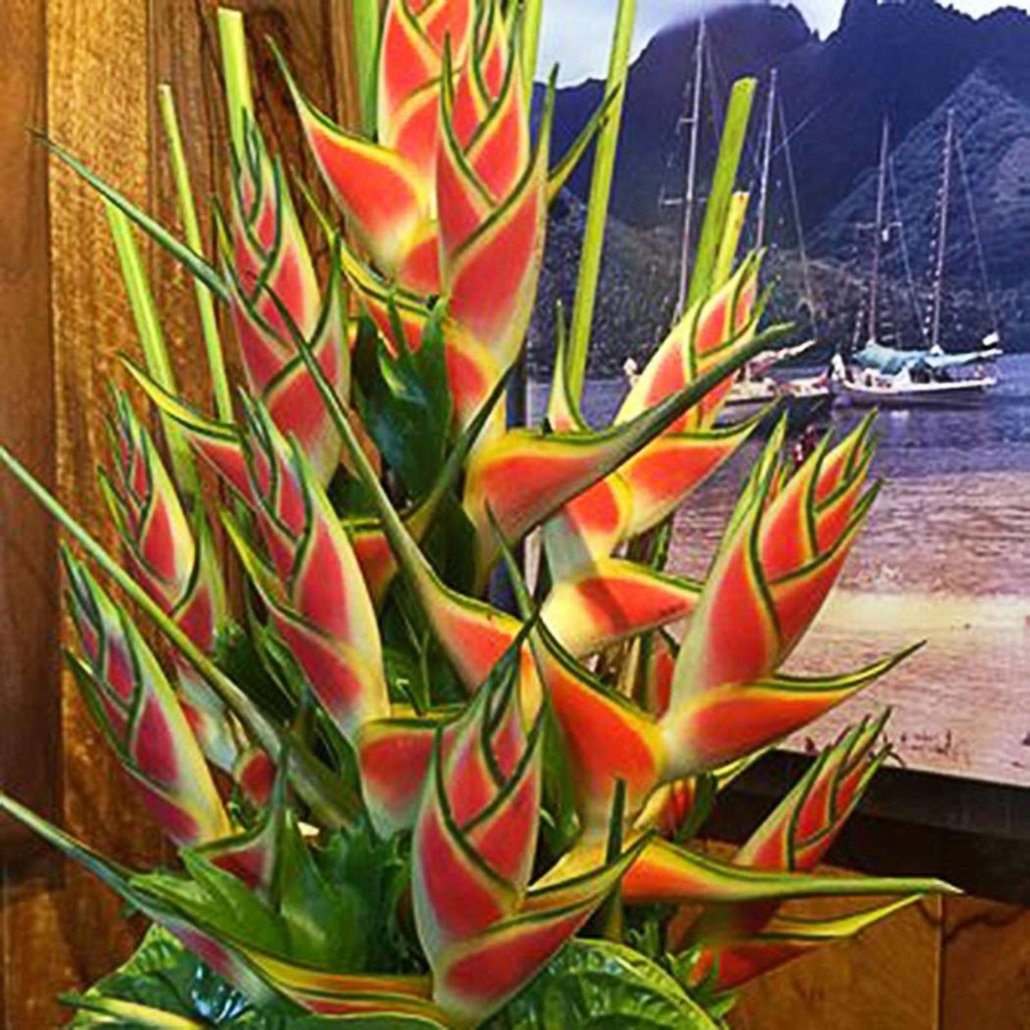 10 PCS Exotic Heliconia Flower Seeds - Bring Tropical Charm to Your Garden