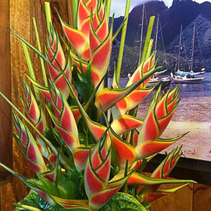 10 PCS Exotic Heliconia Flower Seeds - Bring Tropical Charm to Your Garden