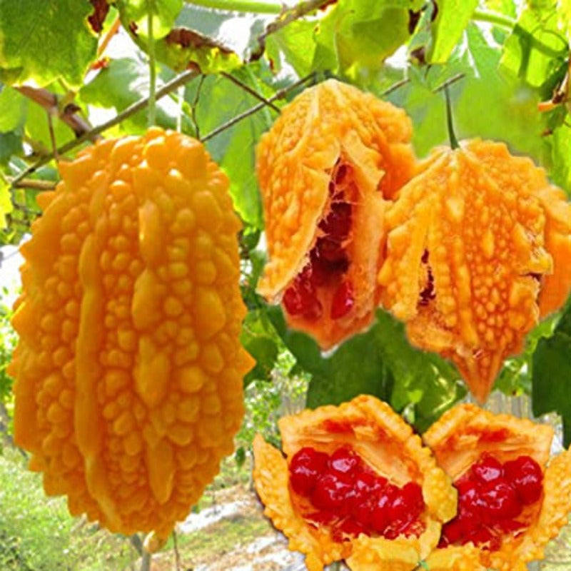 Golden Bitter Gourd Seeds