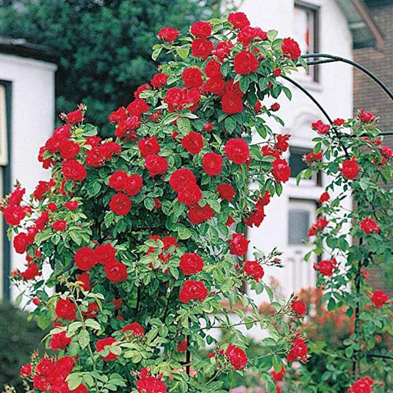 Climbing Rose Seeds