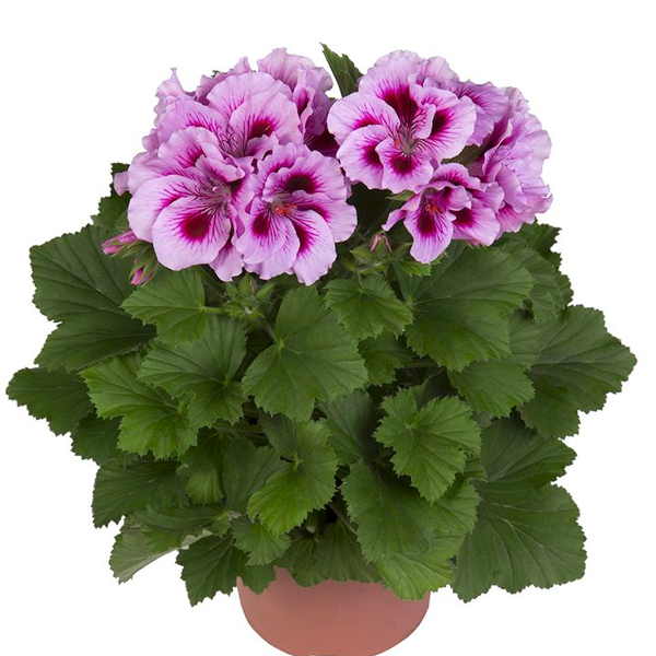 Geranium Nano Flower Seeds