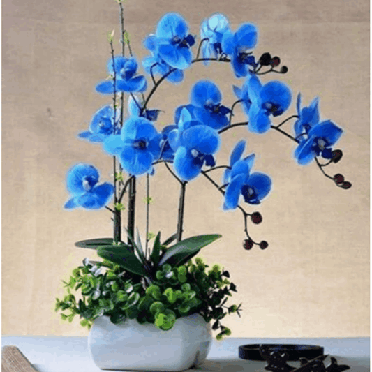 100 PCS Blue Rare Phalaenopsis aphrodite (Butterfly Orchid) Seeds