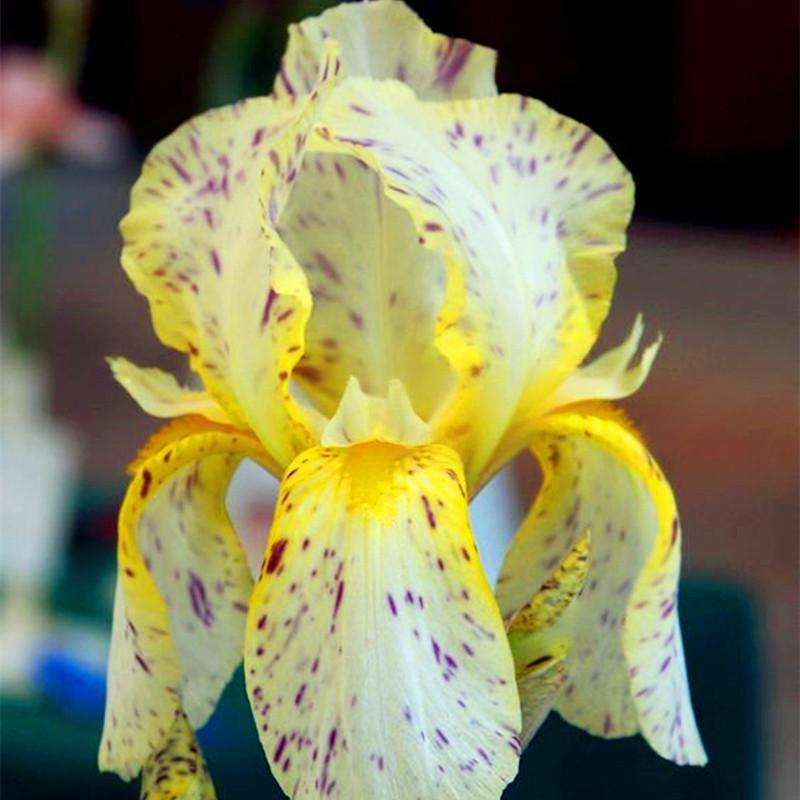 100 Pcs Yellow Iris Seeds