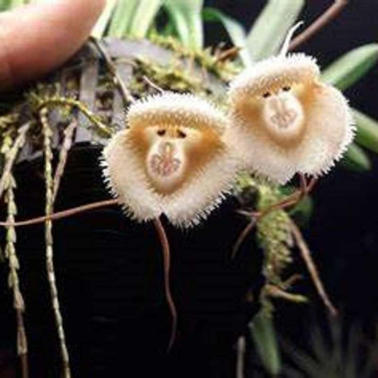 220pcs The color monkey orchid seeds and flowers bloom all season is the perfect complement to the garden