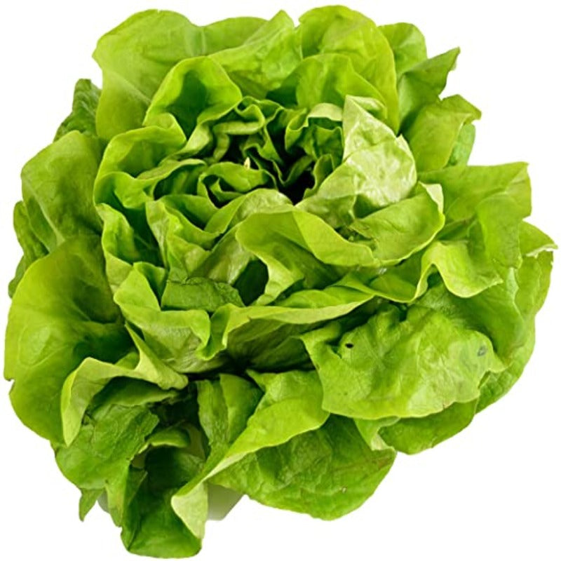 American Fast Lettuce Seeds