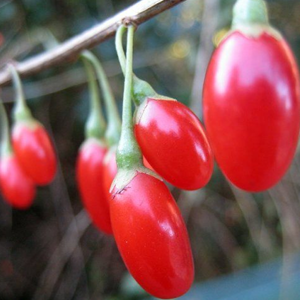 Super Wolfberry Seeds