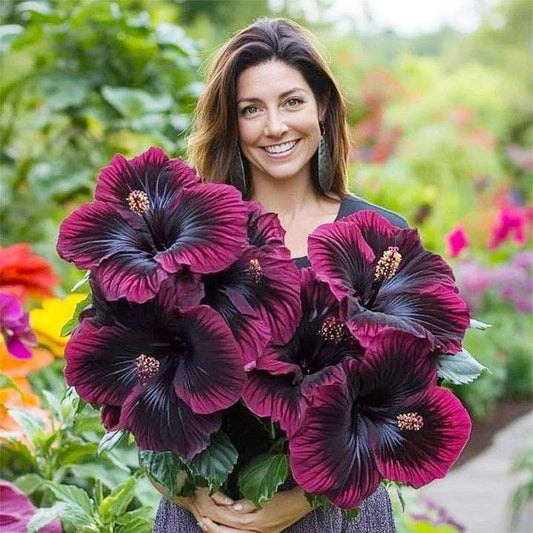 100 PCS Exotic Dark Purple Mixed Gaint Hibiscus Seeds - Vibrant Garden Accents for Your Yard