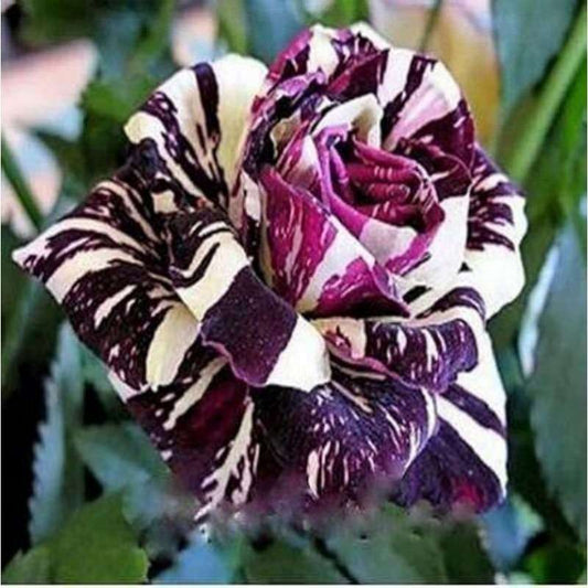 Exotic Stripe Rose Seeds - 100 PCS